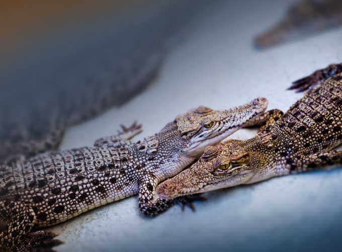 Wallpaper baby crocodiles, cute animals, Travel 635119977
